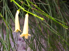 Russelia equisetiformis