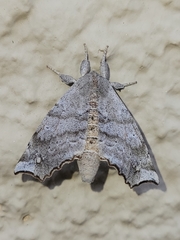 Olceclostera seraphica