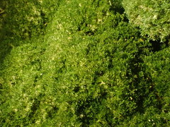 Eucladium verticillatum