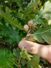 Andricus infectorius