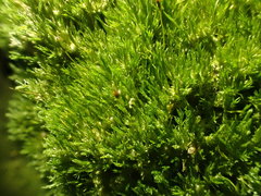 Eucladium verticillatum