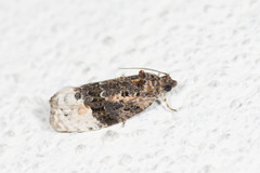 Apotomis betuletana