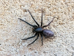 Segestria florentina