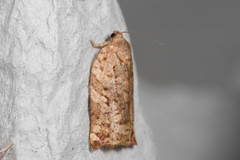 Archips oporana