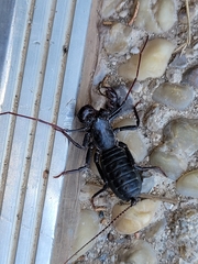 Mastigoproctus giganteus