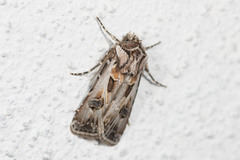 Agrotis vestigialis