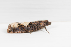 Epinotia trigonella