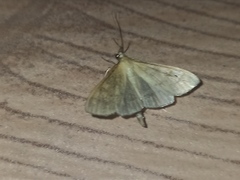Mecyna flavalis