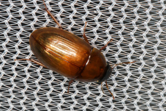 Cymbiodyta bifidus