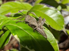 Abisares viridipennis