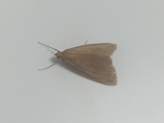 Evergestis aenealis