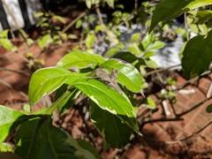 Abisares viridipennis