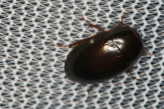 Cymbiodyta bifidus