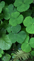 Oxalis