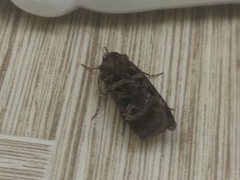 Pseudohermonassa melancholica