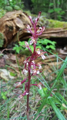 Corallorhiza maculata occidentalis