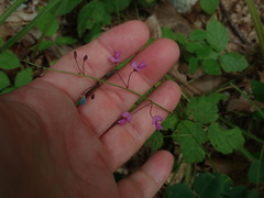 Desmodium marilandicum