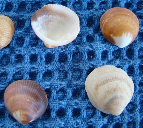 Glycymeris modesta
