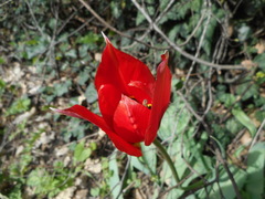 Tulipa