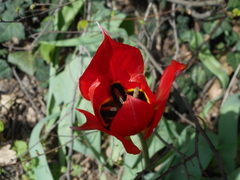 Tulipa
