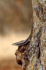 Trachylepis planifrons