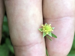 Geum virginianum
