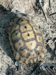 South African Bowsprit Tortoise photo 5