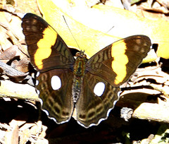 Adelpha leucophthalma
