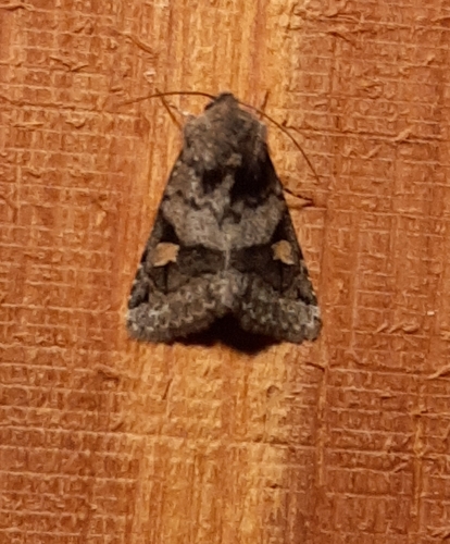 Ulolonche fasciata