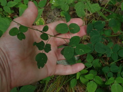 Desmodium marilandicum