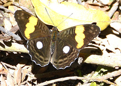 Adelpha leucophthalma