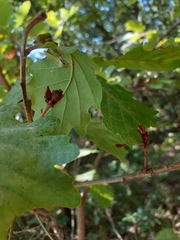 Andricus galeatus