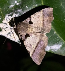 Serrodes
