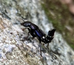 Platydracus violaceus