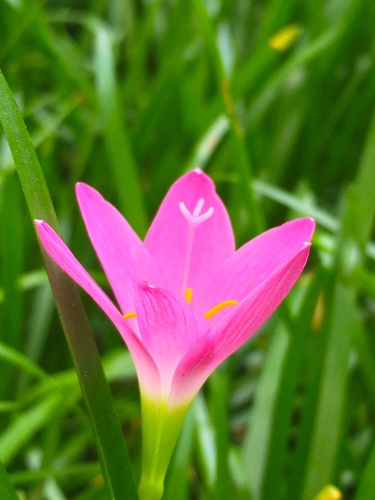 Zephyranthes rosea