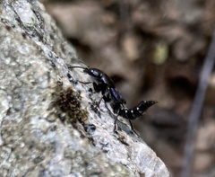 Platydracus violaceus