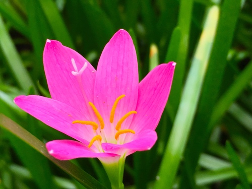 Zephyranthes rosea
