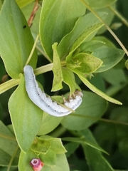 Monostegia