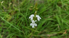 Striga densiflora