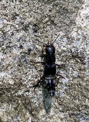 Platydracus violaceus