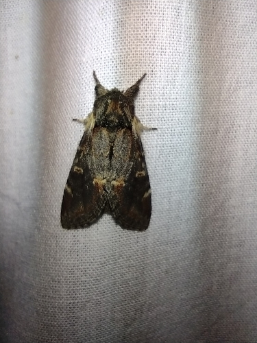 chochlatka jelšová (Notodonta dromedarius)