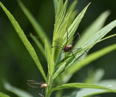 Leiobunum calcar