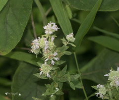 Pycnanthemum verticillatum
