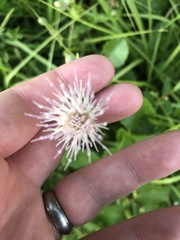 Cirsium nuttalii image