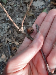 Andricus infectorius