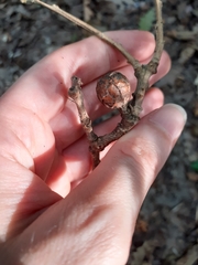 Andricus infectorius