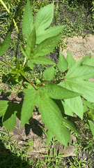 Hibiscus sabdariffa