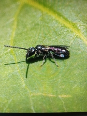 Lasioglossum