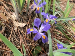 Iris verna