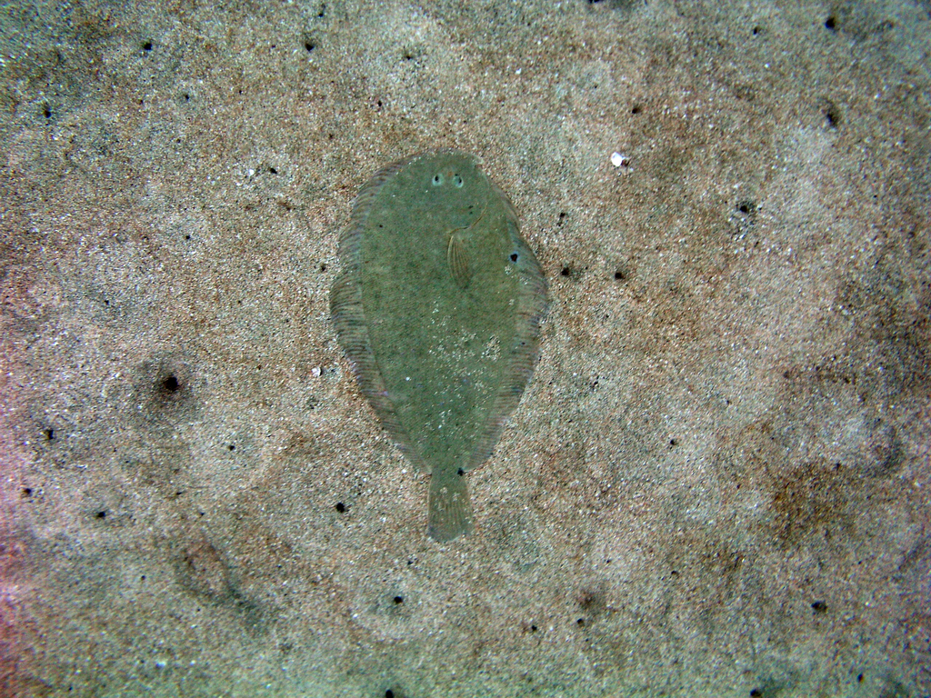 Common sole (Peltorhamphus novaezeelandiae) — Pleuronectidae
